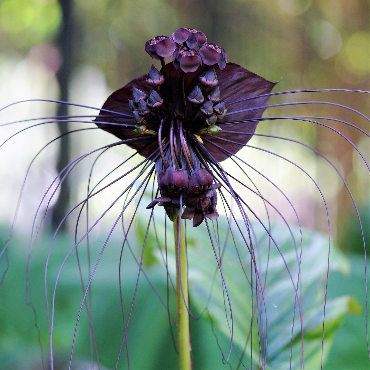 Tacca Chantrieri - View 4 from www redcrocus com