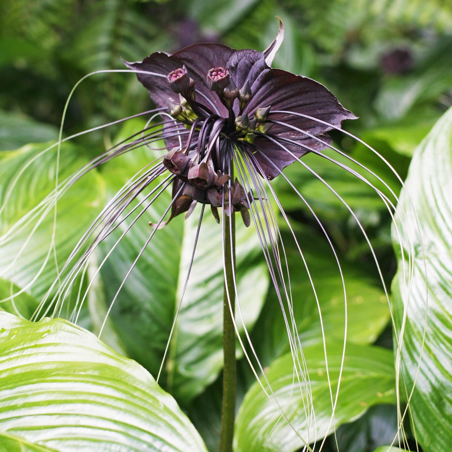 Tacca Chantrieri - View 5 from www redcrocus com