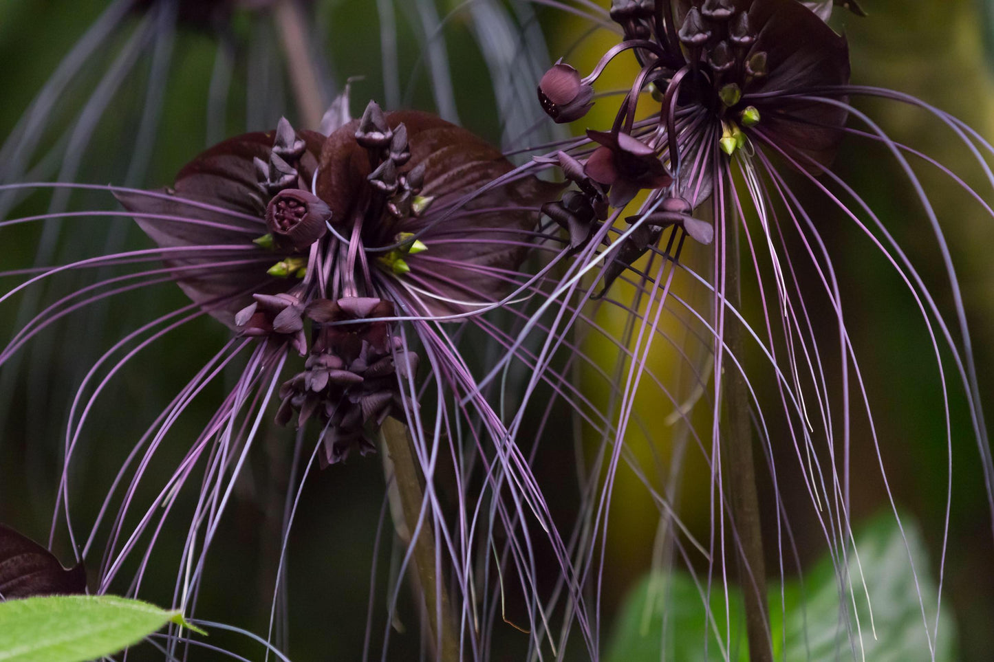 Tacca Chantrieri - View 6 from www redcrocus com
