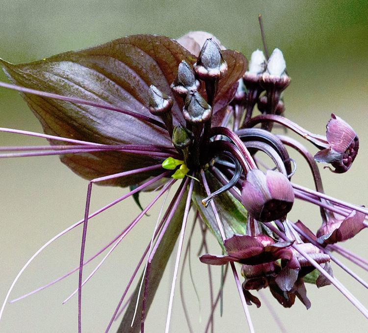 Tacca Chantrieri - View 7 from www redcrocus com