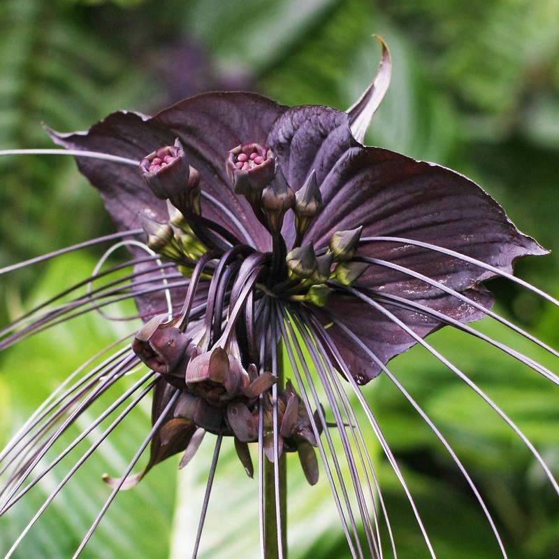 Tacca Chantrieri - View 8 from www redcrocus com