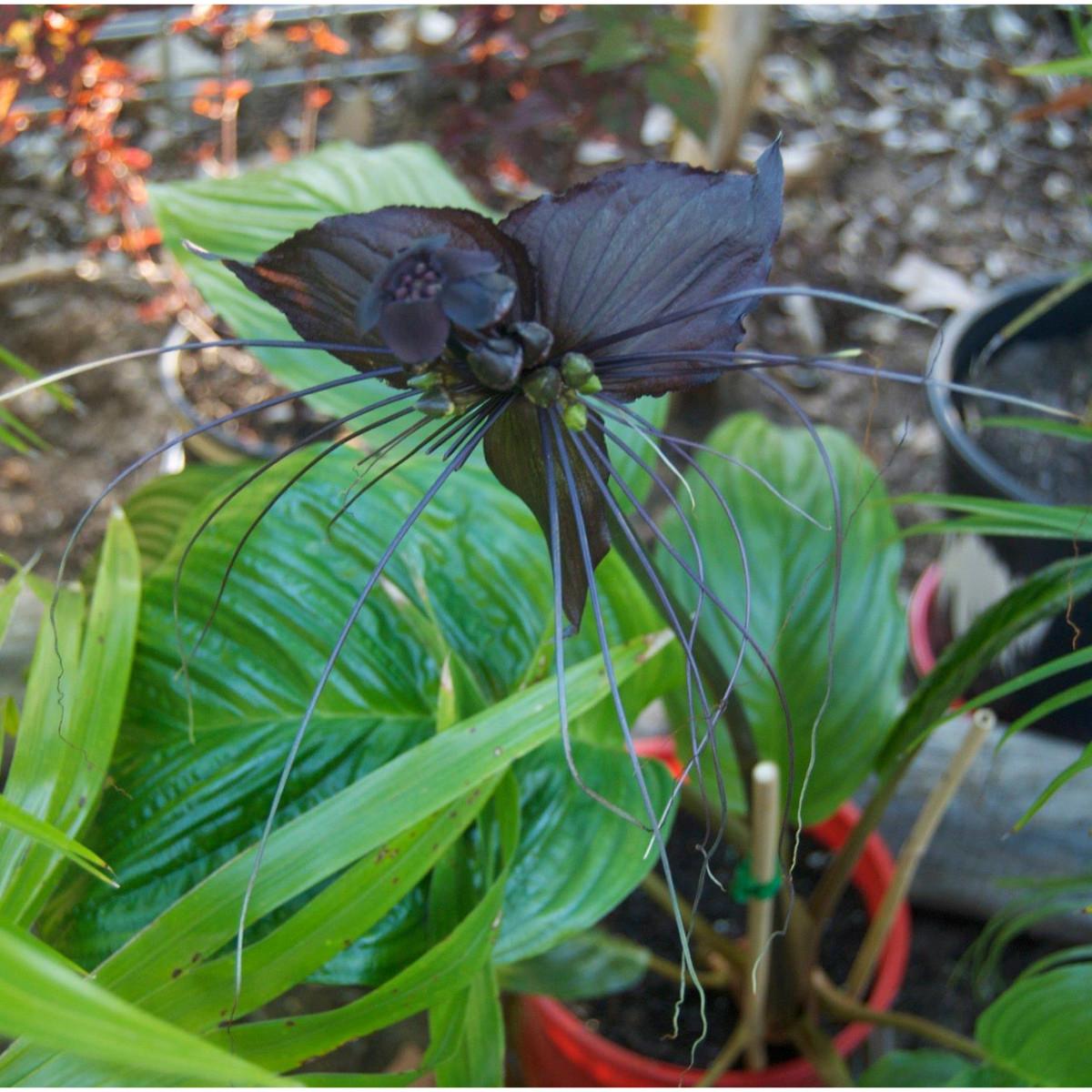 Tacca Chantrieri - View 9 from www redcrocus com