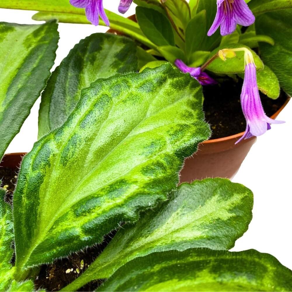 Primulina, Assorted - View 10 from www redcrocus com