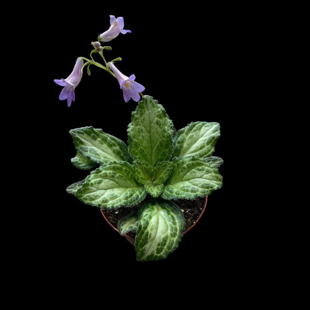 Primulina, Assorted - View 14 from www redcrocus com