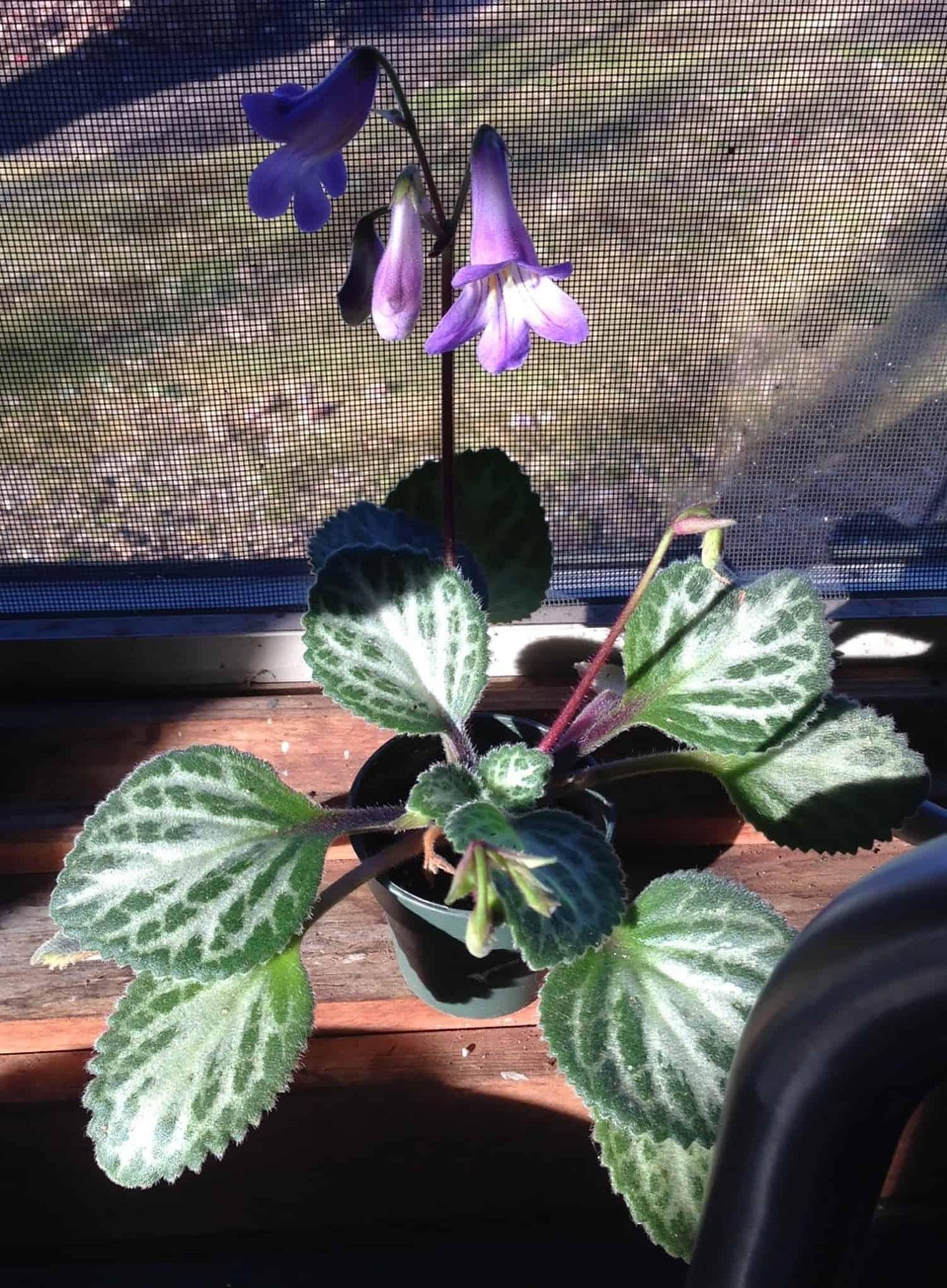 Primulina, Assorted - View 16 from www redcrocus com