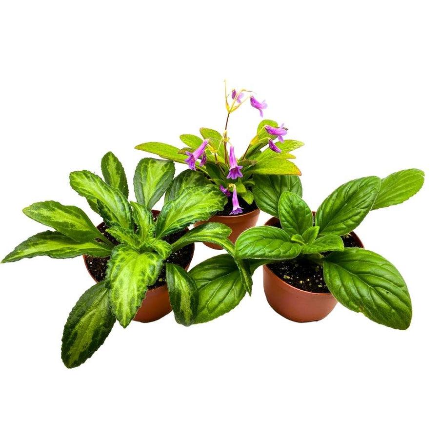 Primulina, Assorted - View 1 from www redcrocus com