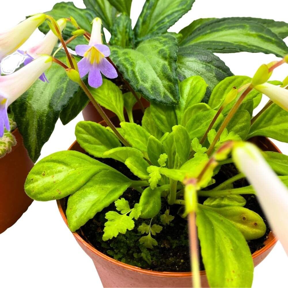 Primulina, Assorted - View 3 from www redcrocus com