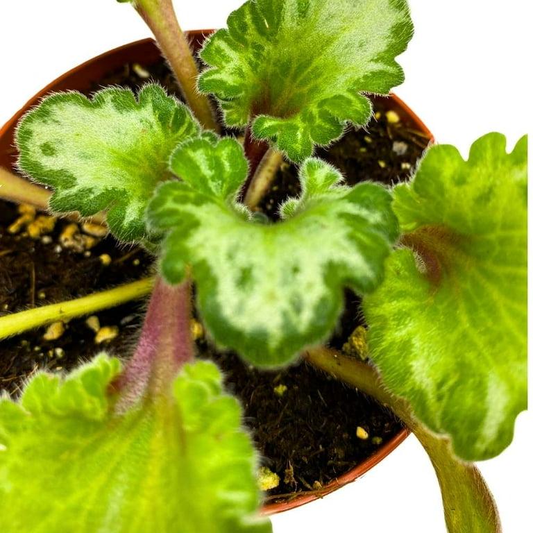 Primulina, Assorted - View 5 from www redcrocus com