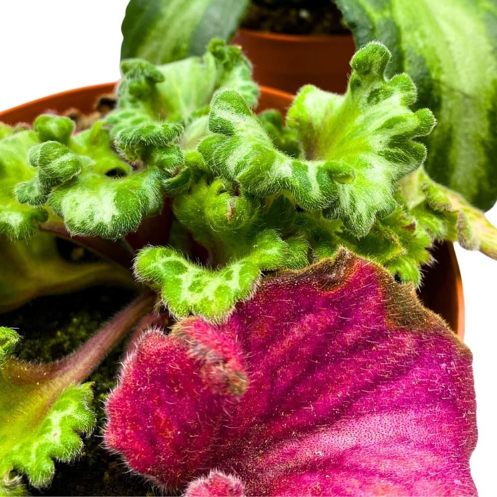 Primulina, Assorted - View 6 from www redcrocus com