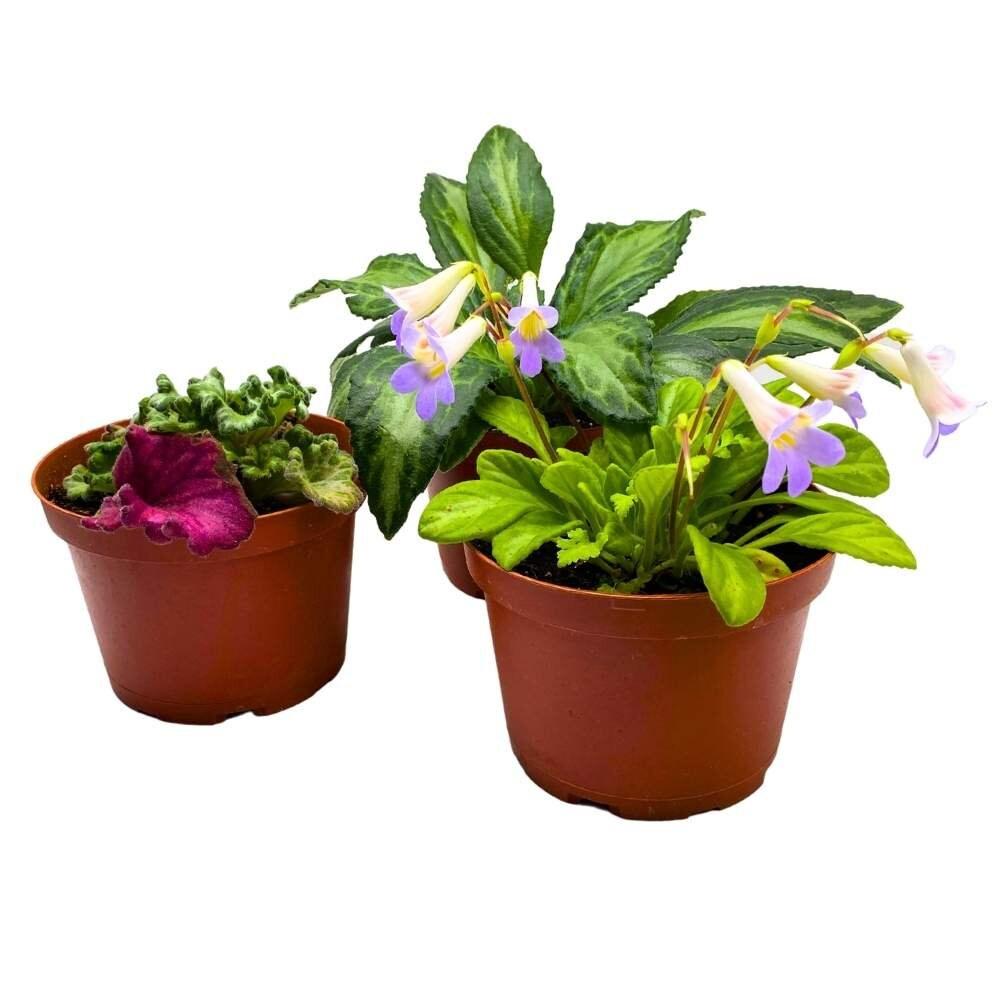 Primulina, Assorted - View 7 from www redcrocus com