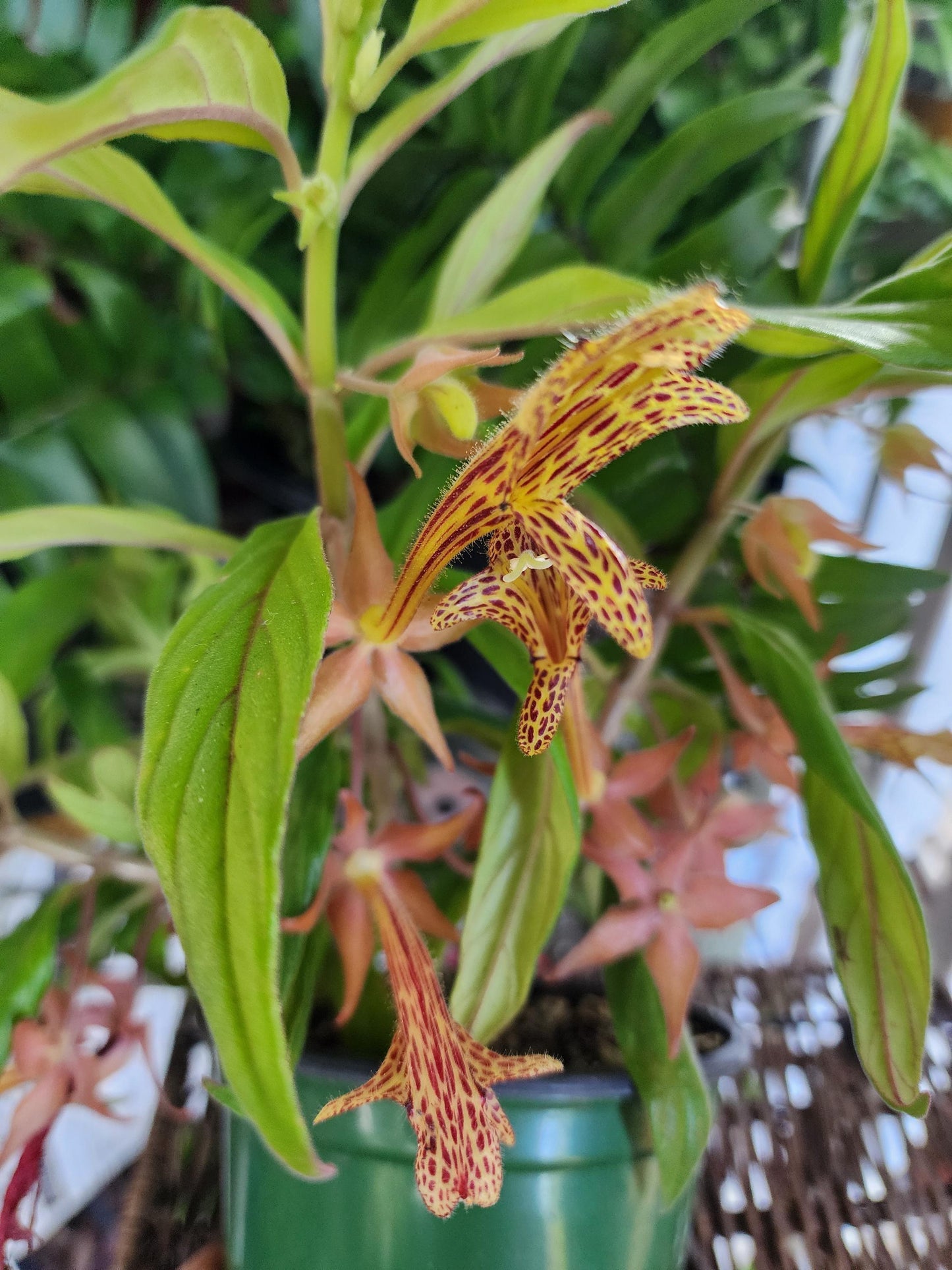 Columnea, Assorted - View 15 from www redcrocus com