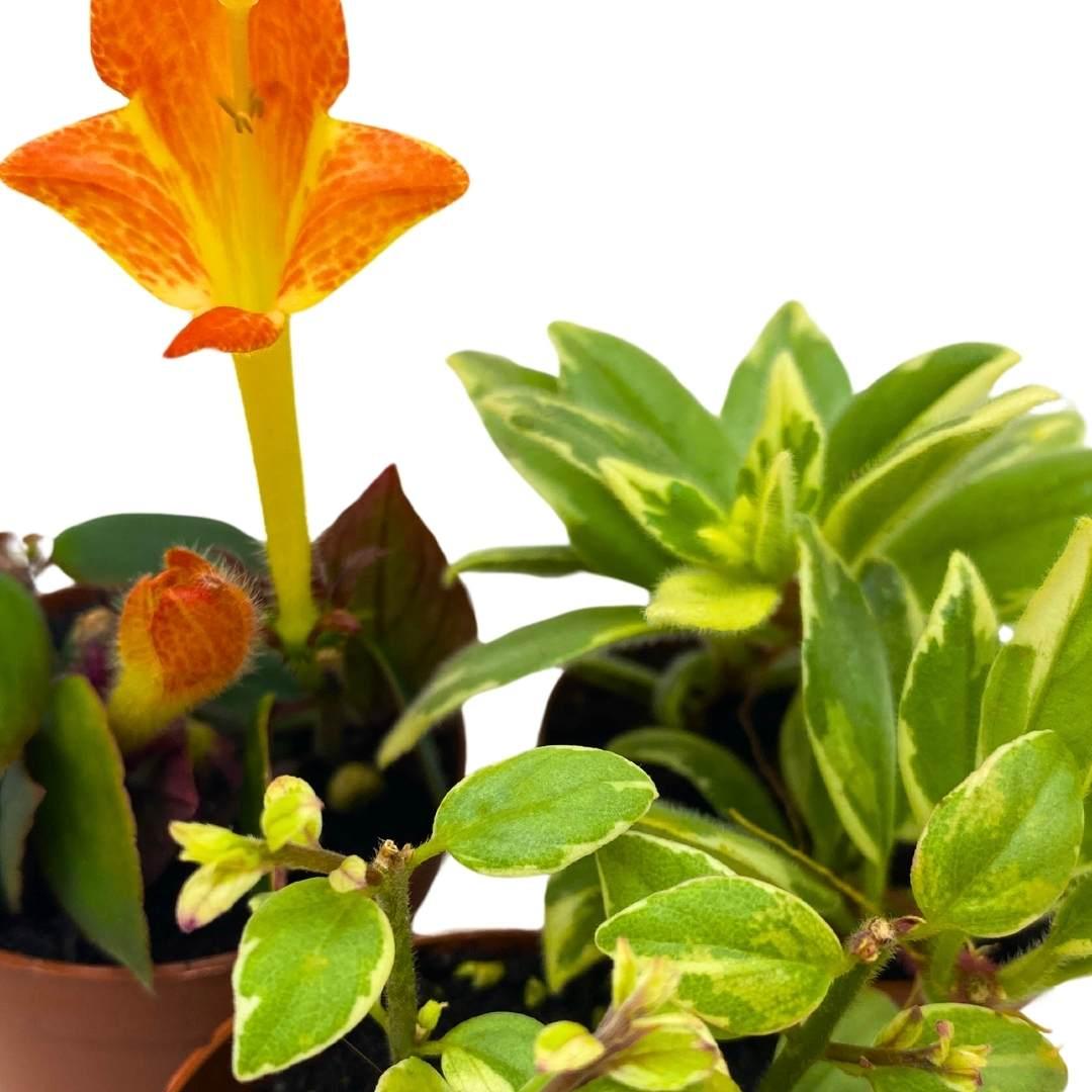 Columnea, Assorted - View 4 from www redcrocus com