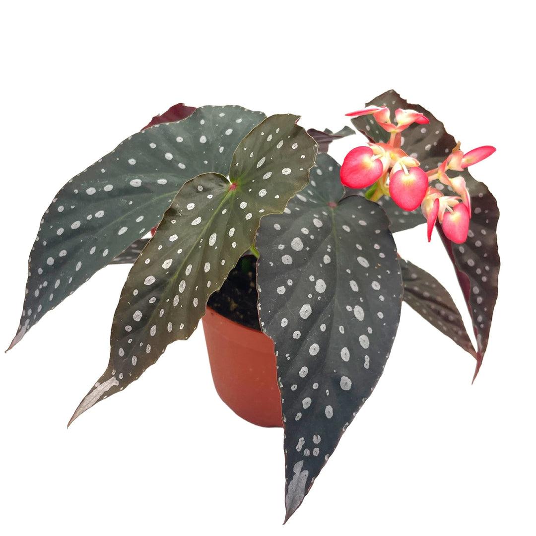Begonia, Harmony's Angel Wing Hybrids - View 10 from www redcrocus com