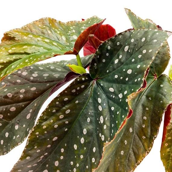 Begonia, Harmony's Angel Wing Hybrids - View 11 from www redcrocus com