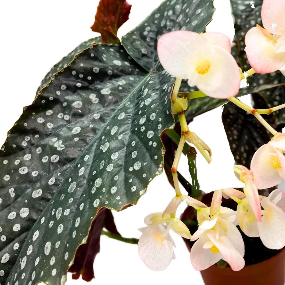 Begonia, Harmony's Angel Wing Hybrids - View 12 from www redcrocus com
