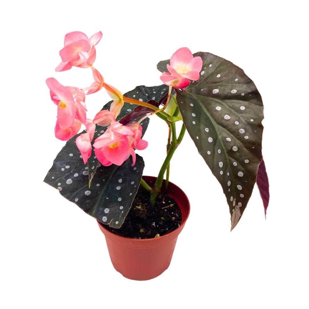Begonia, Harmony's Angel Wing Hybrids - View 13 from www redcrocus com