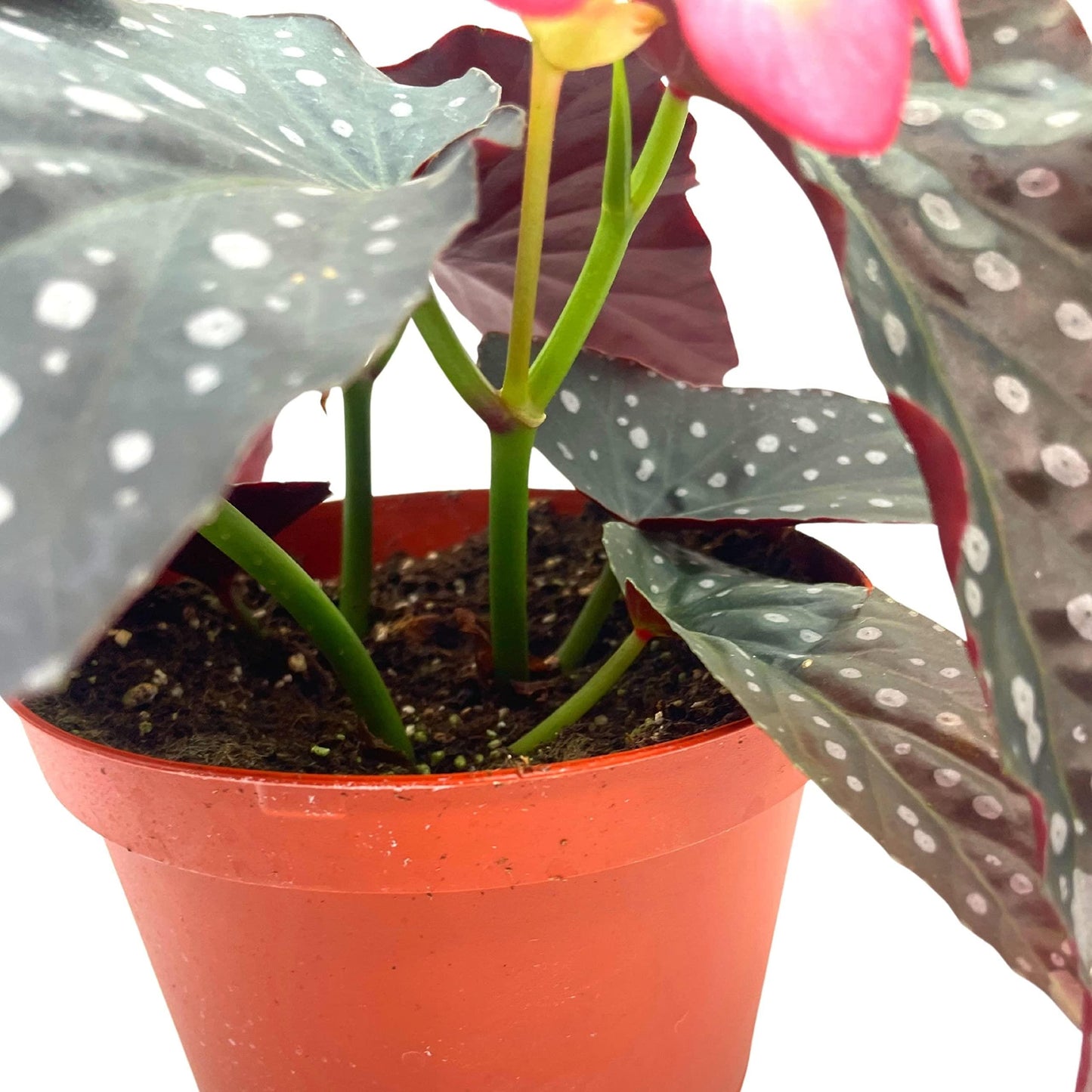 Begonia, Harmony's Angel Wing Hybrids - View 14 from www redcrocus com