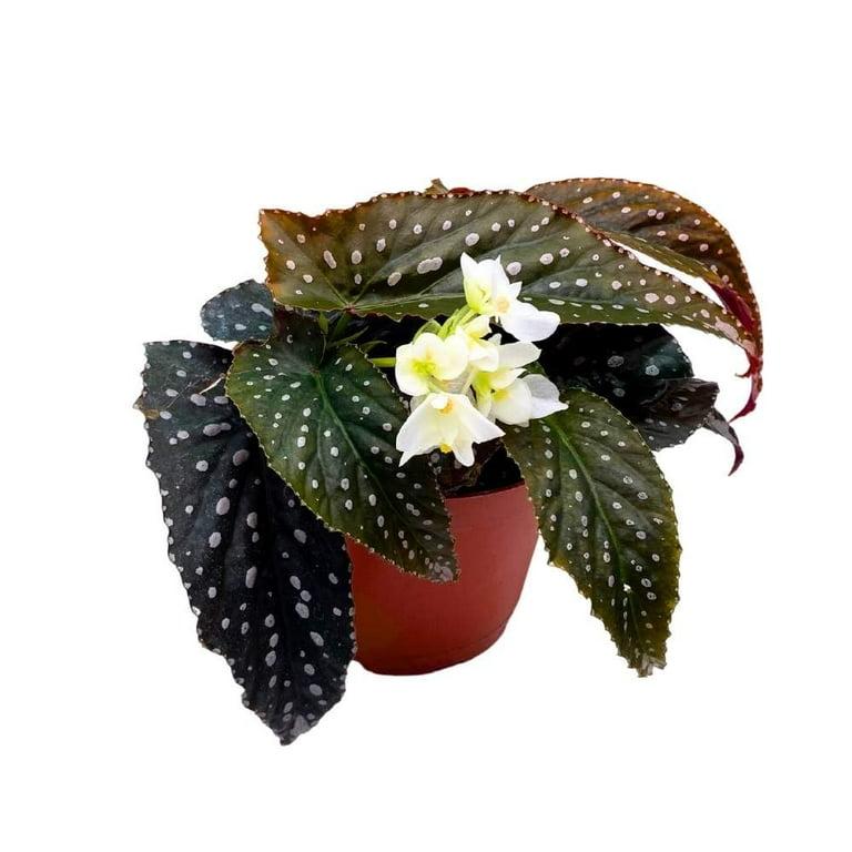 Begonia, Harmony's Angel Wing Hybrids - View 15 from www redcrocus com