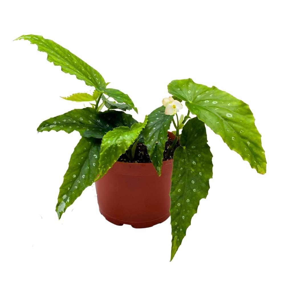 Begonia, Harmony's Angel Wing Hybrids - View 16 from www redcrocus com