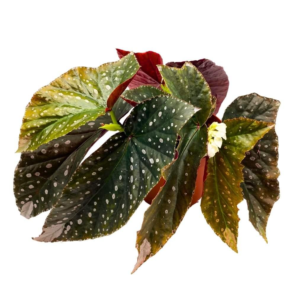 Begonia, Harmony's Angel Wing Hybrids - View 2 from www redcrocus com