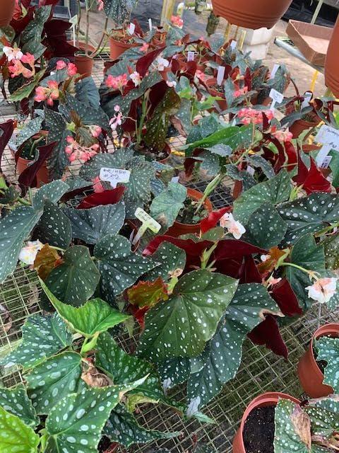 Begonia, Harmony's Angel Wing Hybrids - View 3 from www redcrocus com