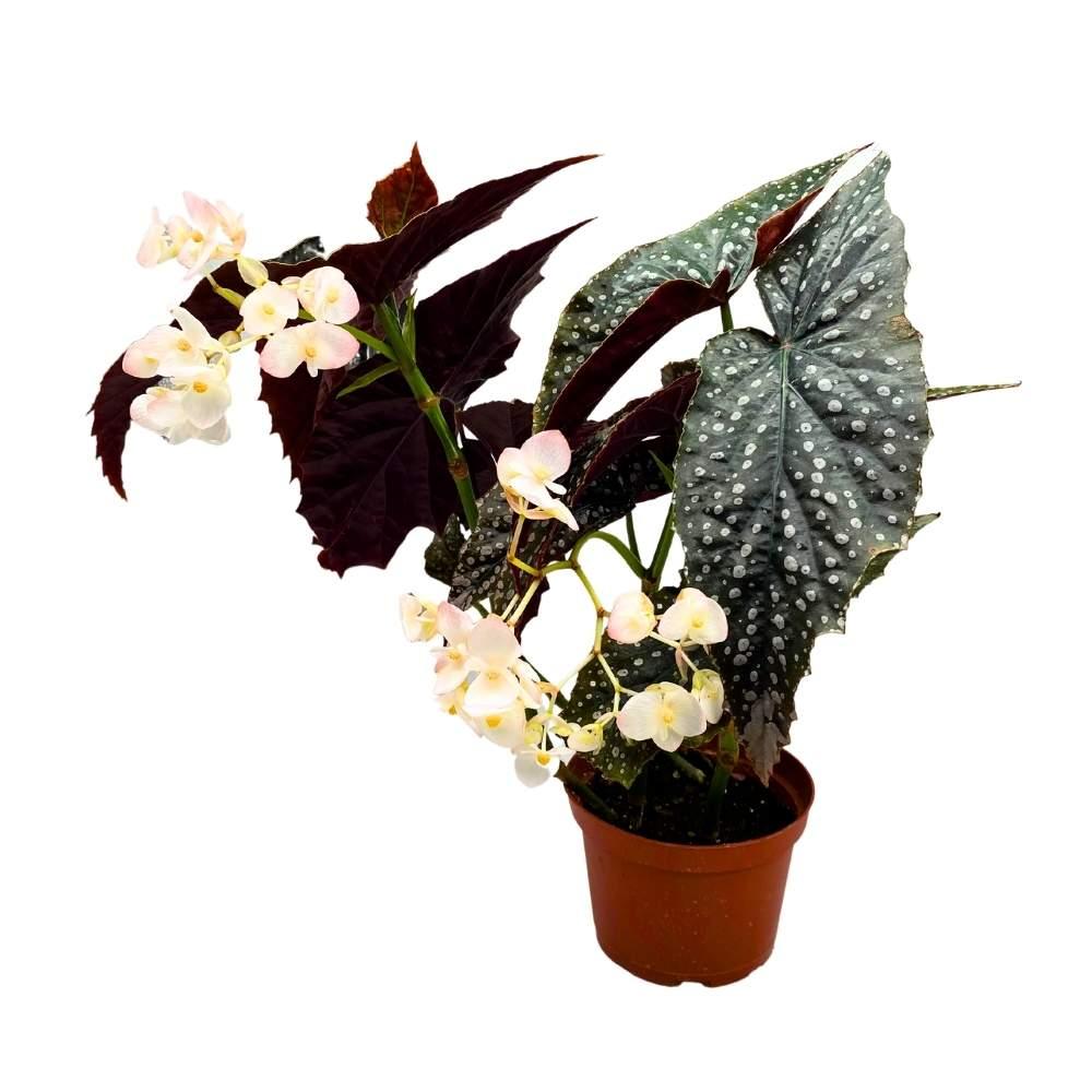 Begonia, Harmony's Angel Wing Hybrids - View 4 from www redcrocus com