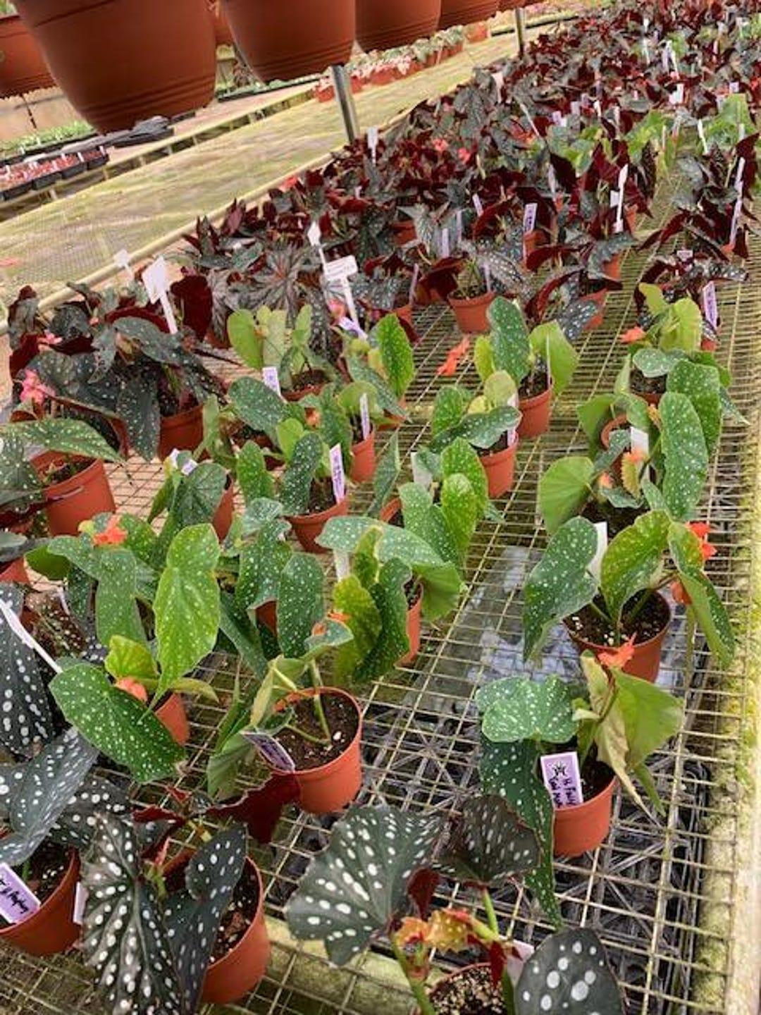 Begonia, Harmony's Angel Wing Hybrids - View 5 from www redcrocus com