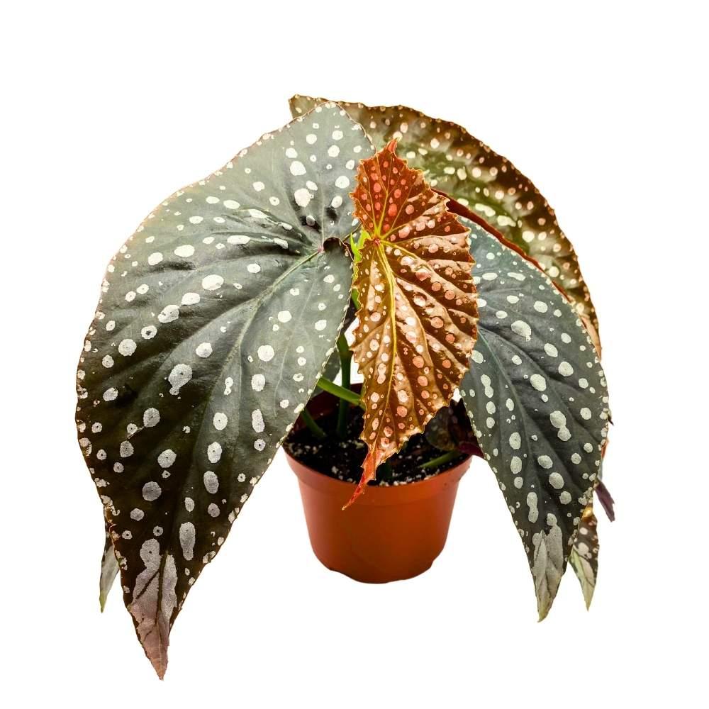 Begonia, Harmony's Angel Wing Hybrids - View 7 from www redcrocus com