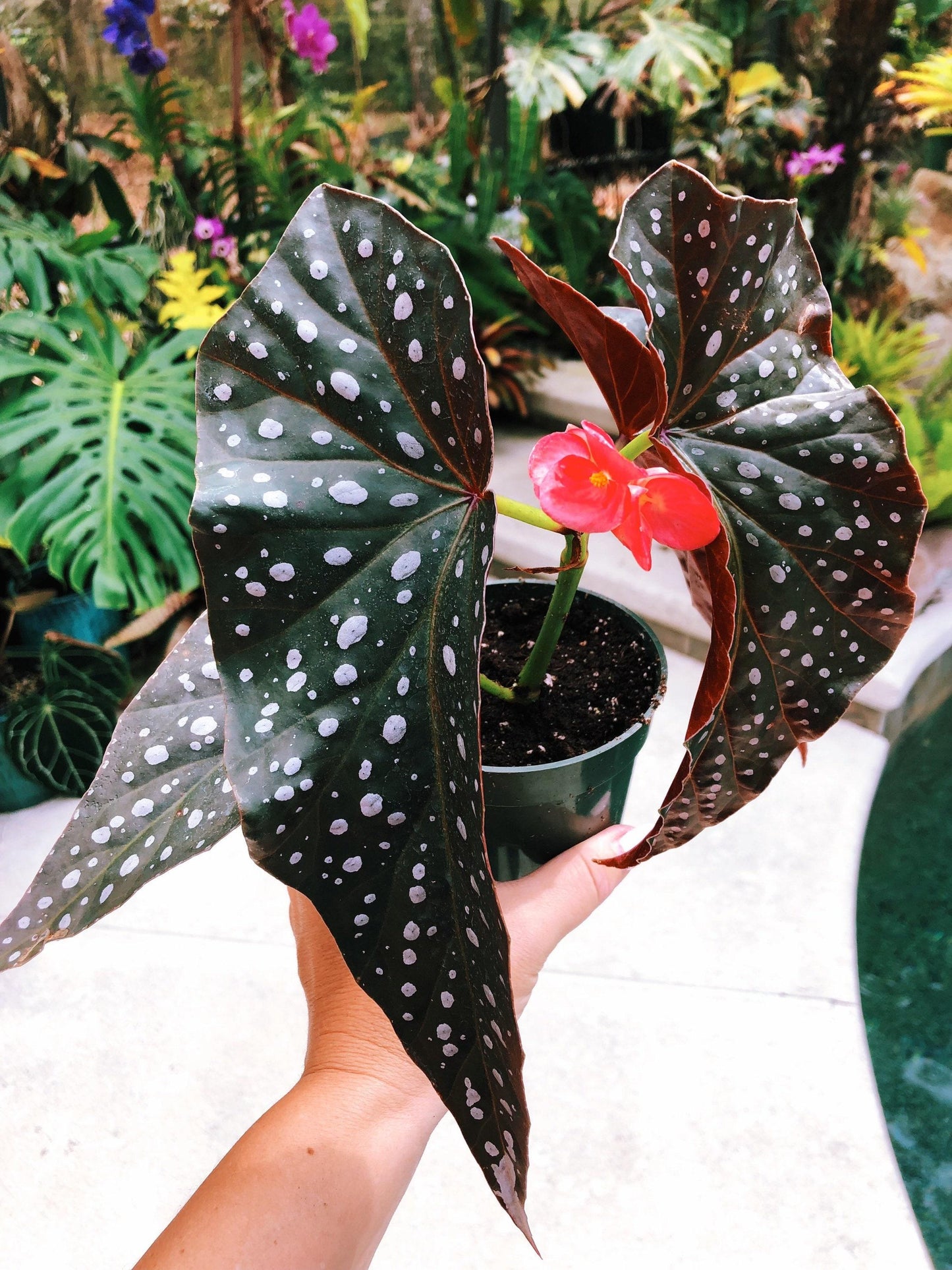 Begonia, Harmony's Angel Wing Hybrids - View 8 from www redcrocus com