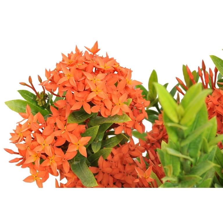 Ixora, Assorted, Bush - View 11 from www redcrocus com