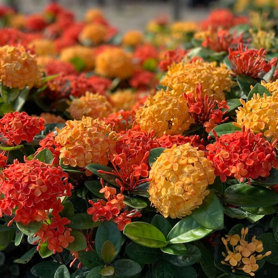 Ixora, Assorted, Bush - View 12 from www redcrocus com