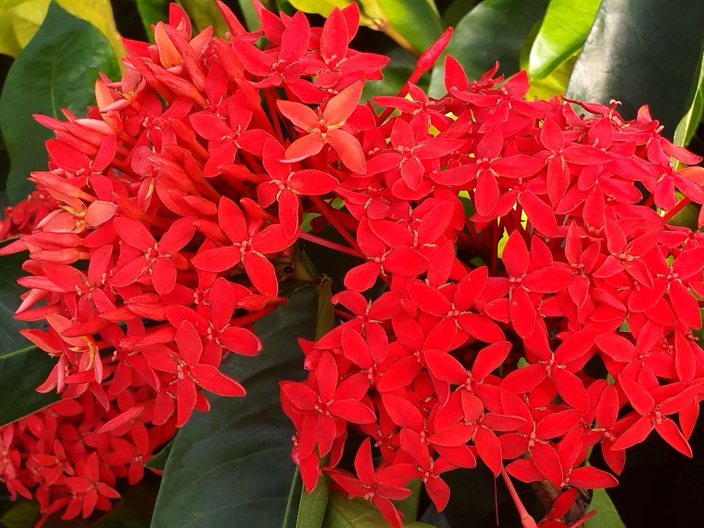 Ixora, Assorted, Bush - View 13 from www redcrocus com