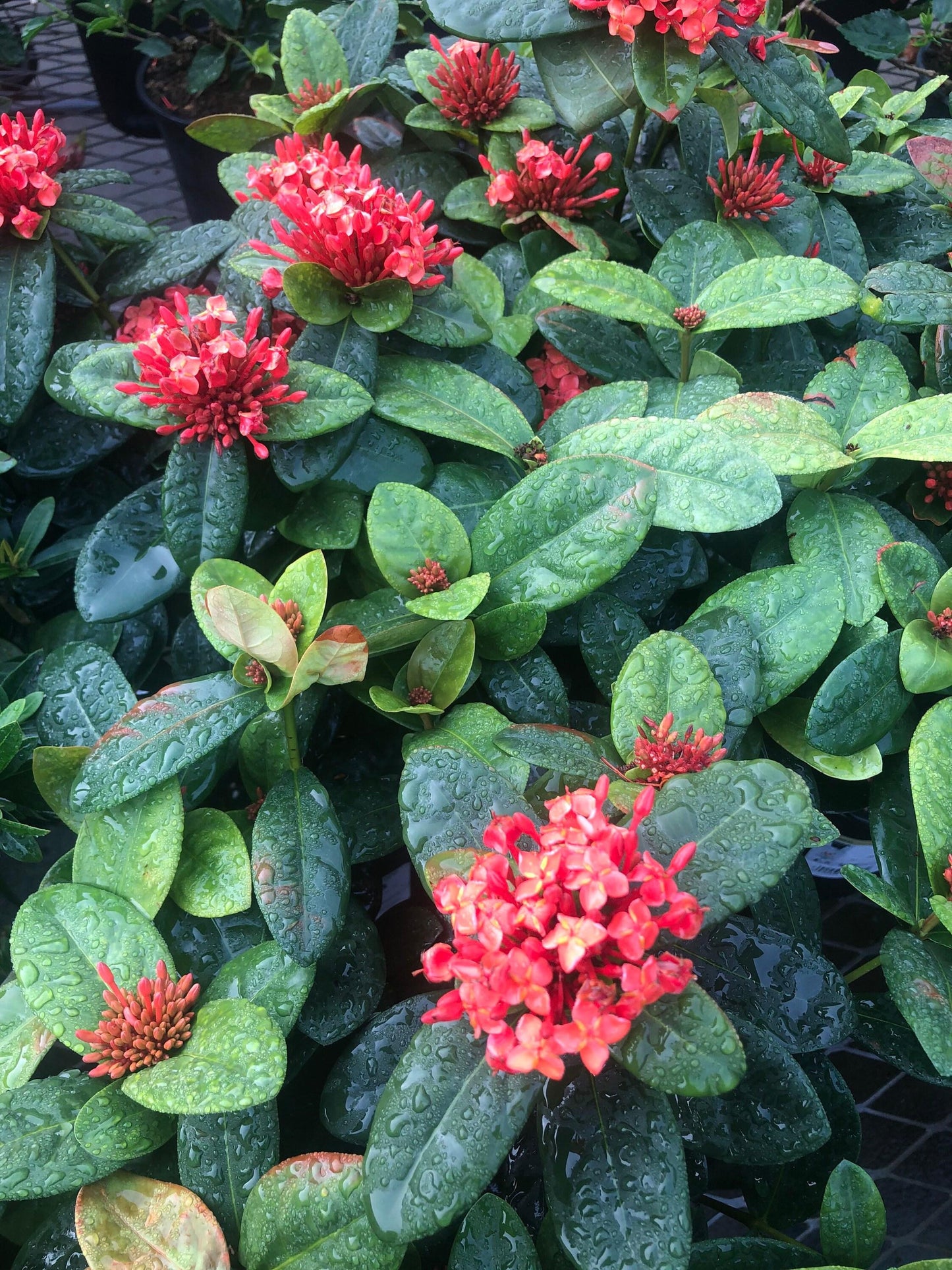 Ixora, Assorted, Bush - View 5 from www redcrocus com