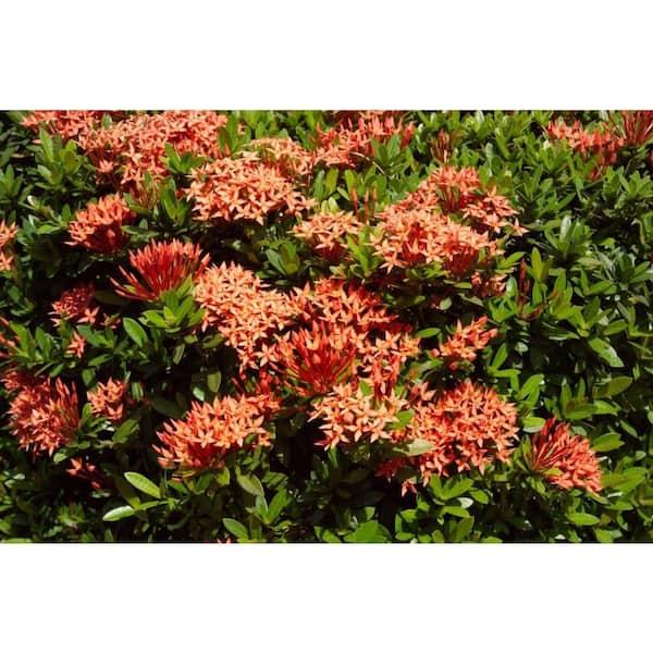 Ixora, Assorted, Bush - View 7 from www redcrocus com