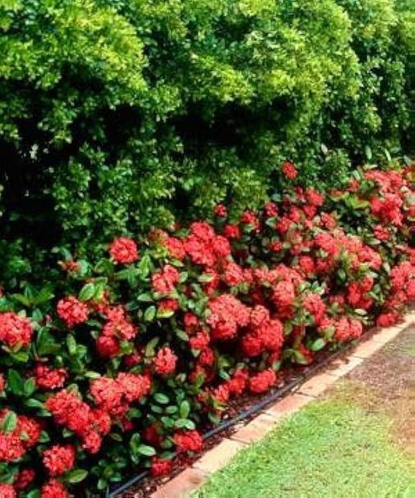Ixora, Assorted, Bush - View 8 from www redcrocus com