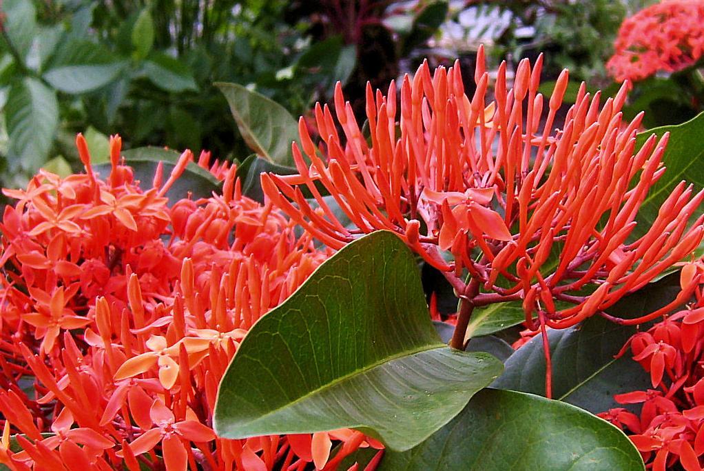 Ixora, Assorted, Bush - View 9 from www redcrocus com