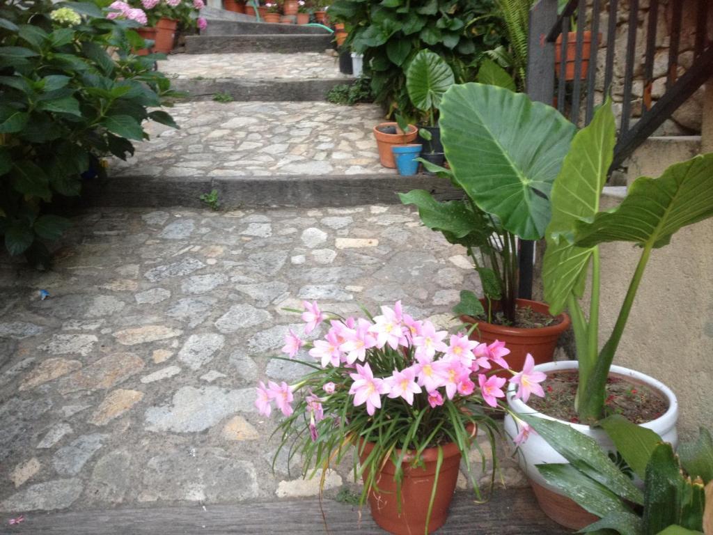 Anthurium 'famous Leon' - View 15 from www redcrocus com