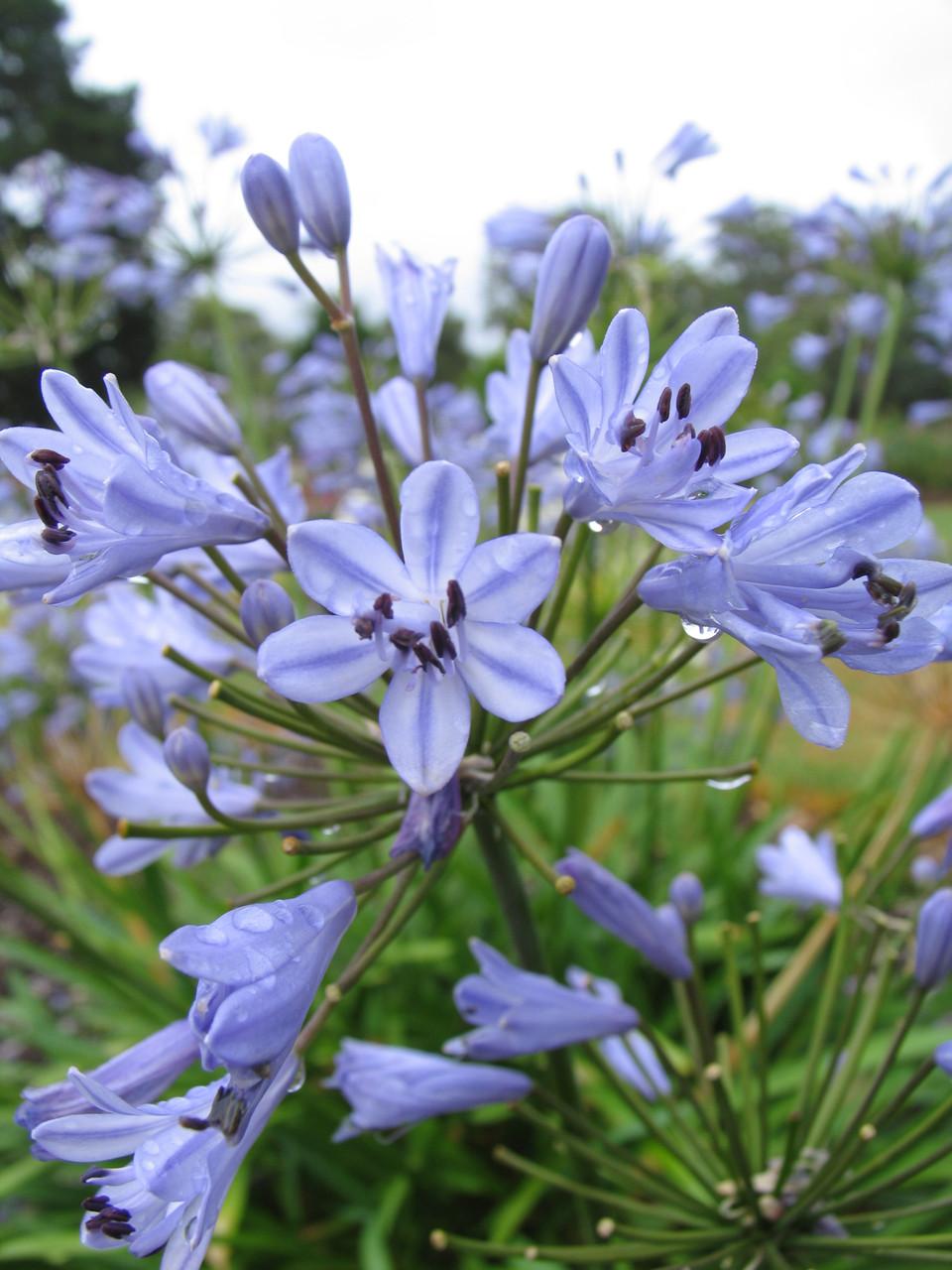 Agapanthus X Blue Storm - View 11 from www redcrocus com