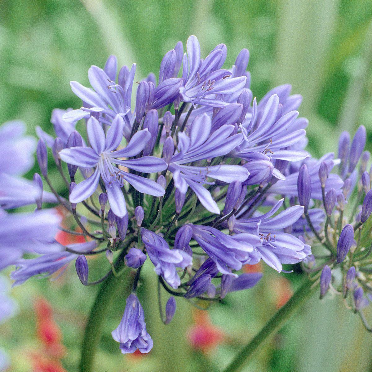 Agapanthus X Blue Storm - View 12 from www redcrocus com