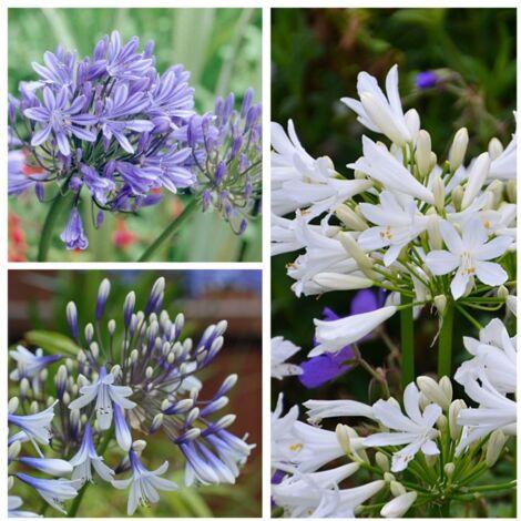 Agapanthus X 'blue Storm' - View 11 from www redcrocus com