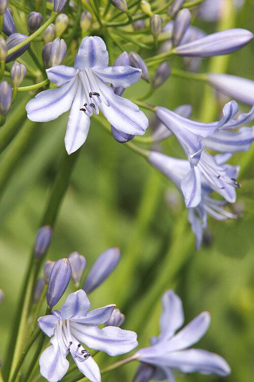 Agapanthus X 'blue Storm' - View 7 from www redcrocus com