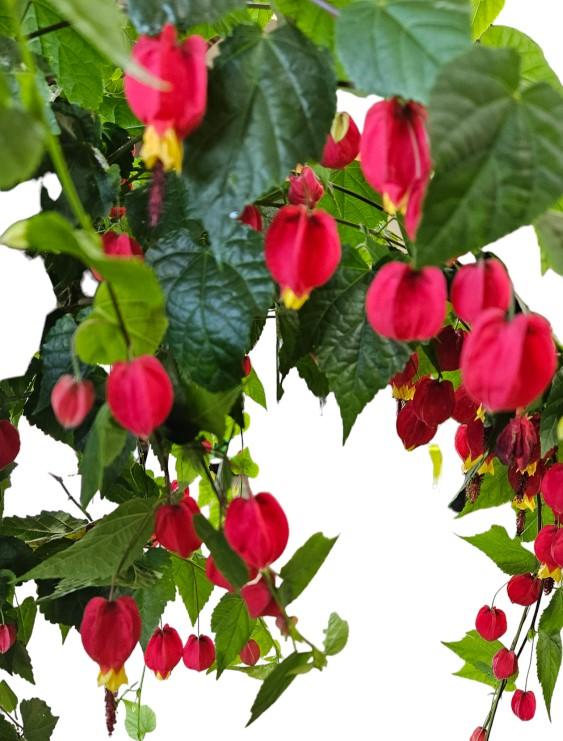 Abutilon Standard - View 10 from www redcrocus com