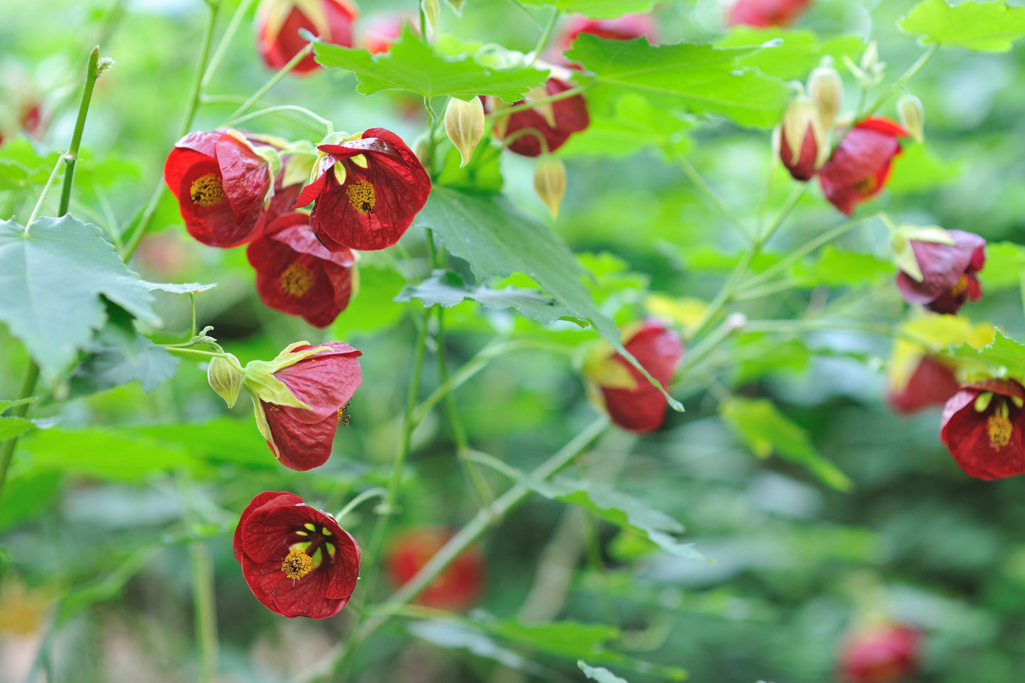 Abutilon Standard - View 11 from www redcrocus com
