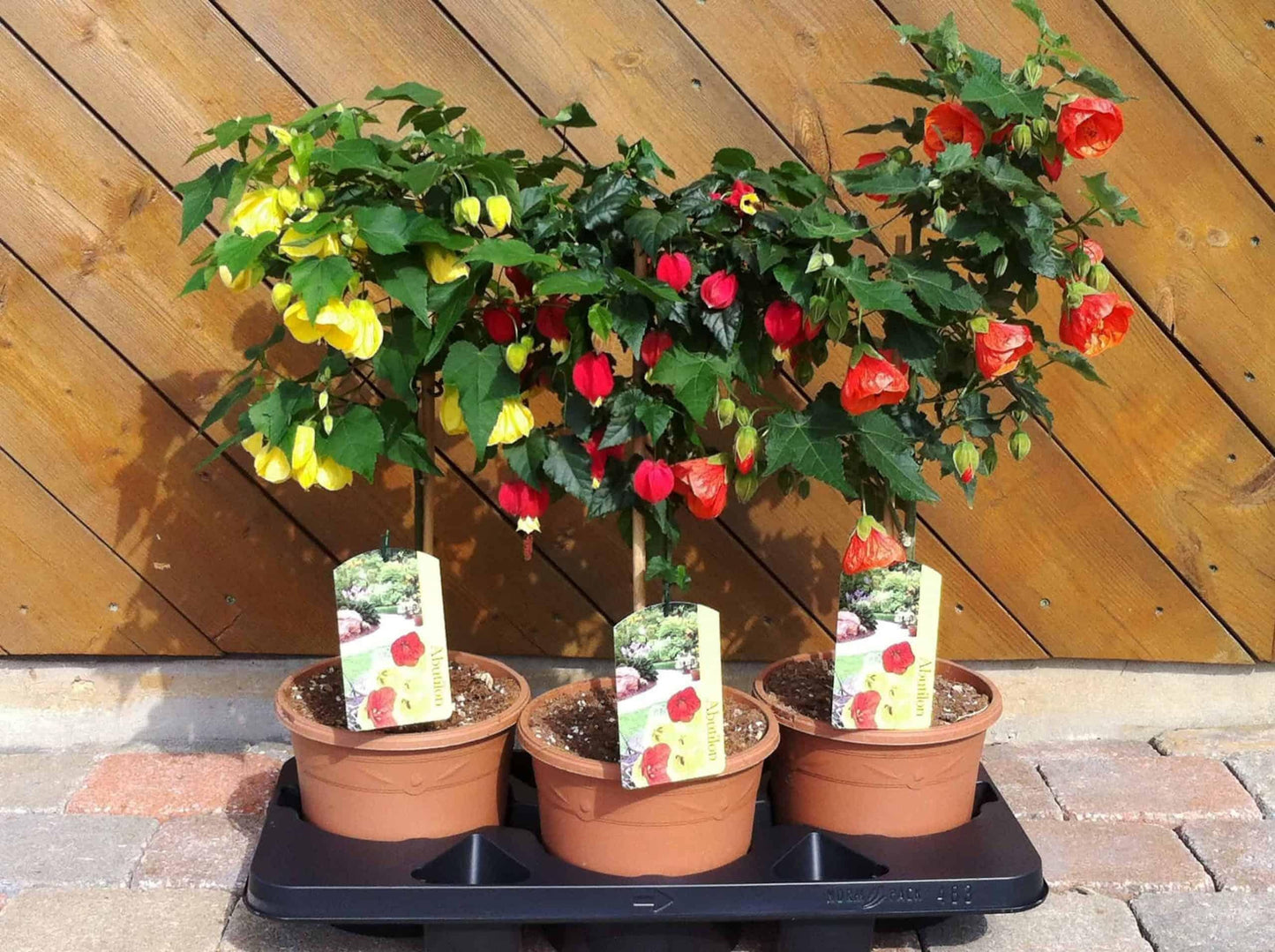 Abutilon Standard - View 13 from www redcrocus com