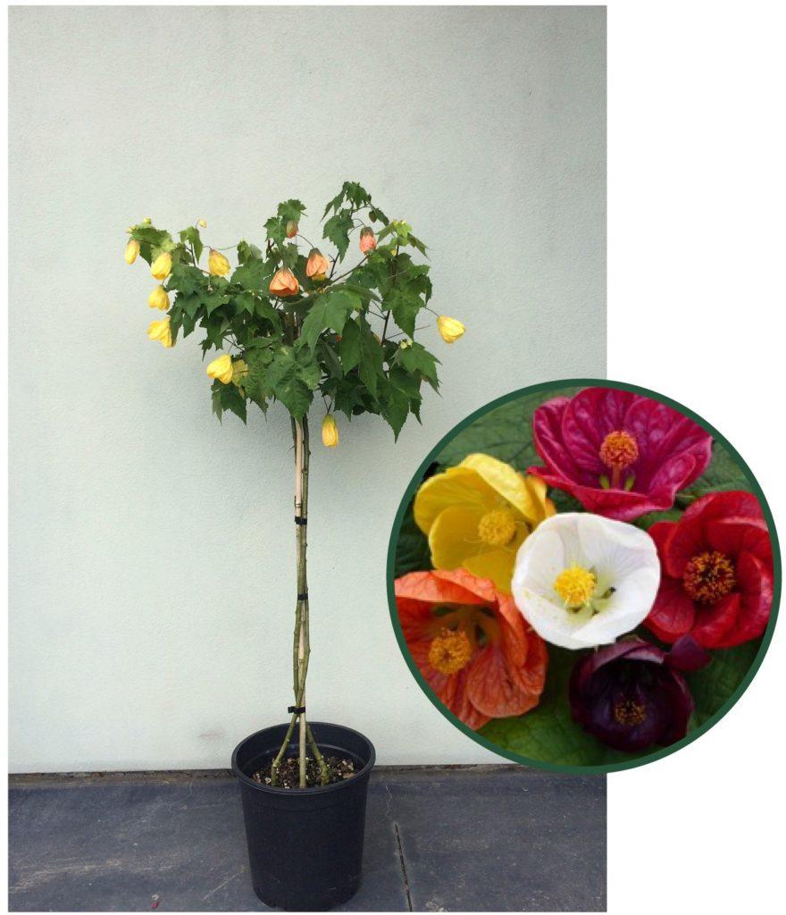Abutilon Standard - View 15 from www redcrocus com