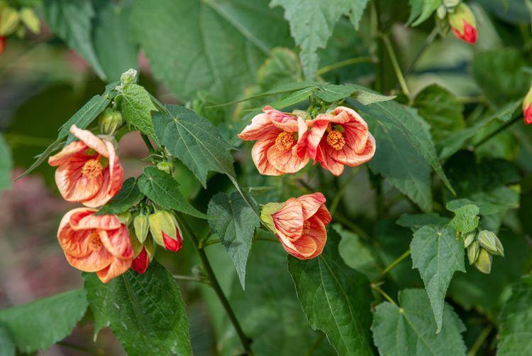 Abutilon Standard - View 16 from www redcrocus com
