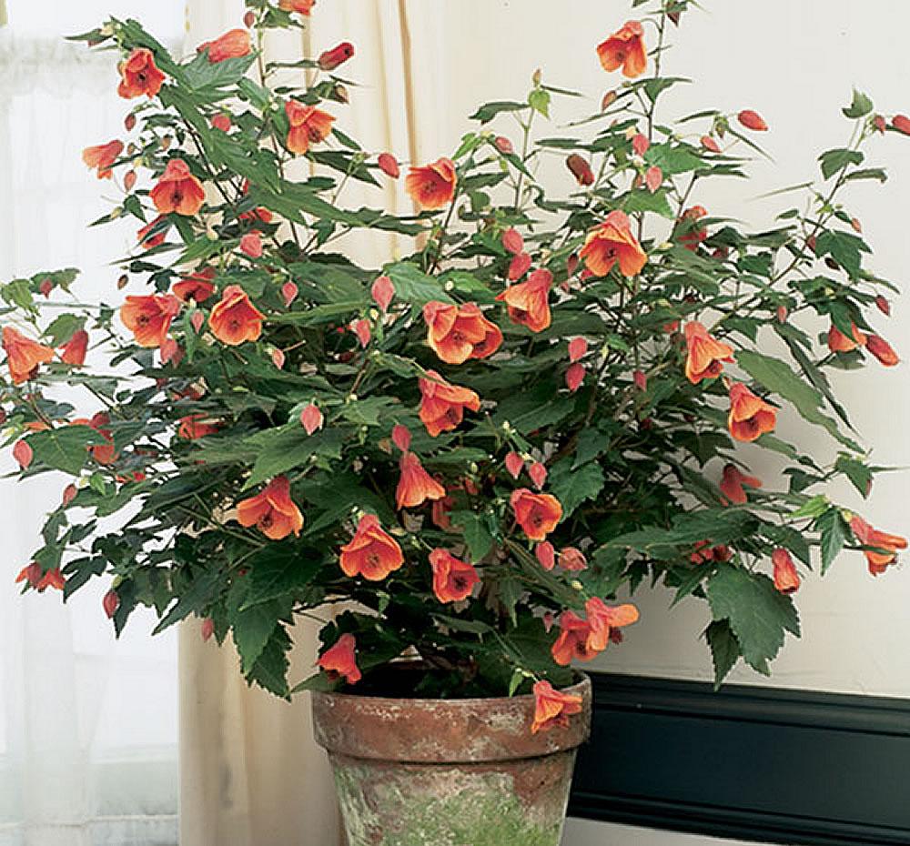 Abutilon Standard - View 17 from www redcrocus com