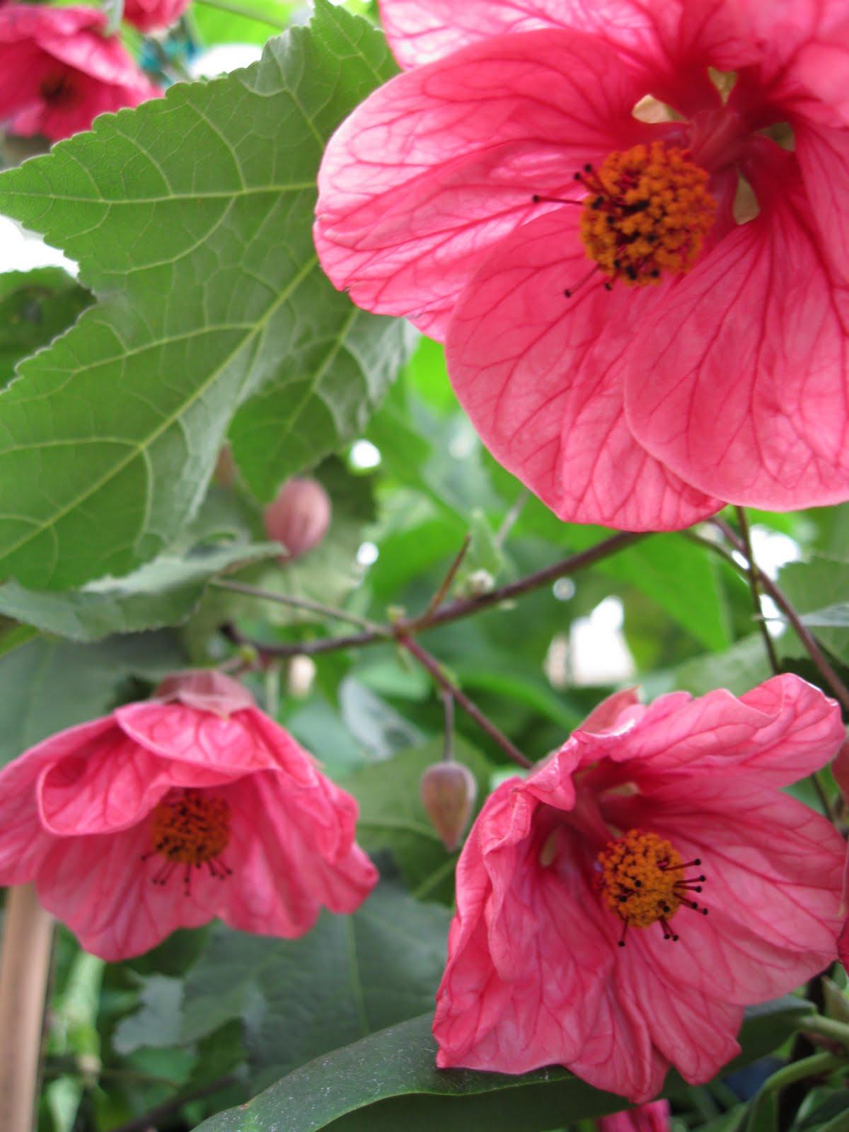 Abutilon Standard - View 19 from www redcrocus com