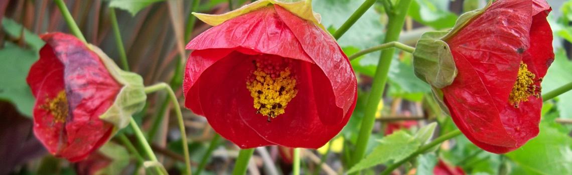 Abutilon Standard - View 20 from www redcrocus com