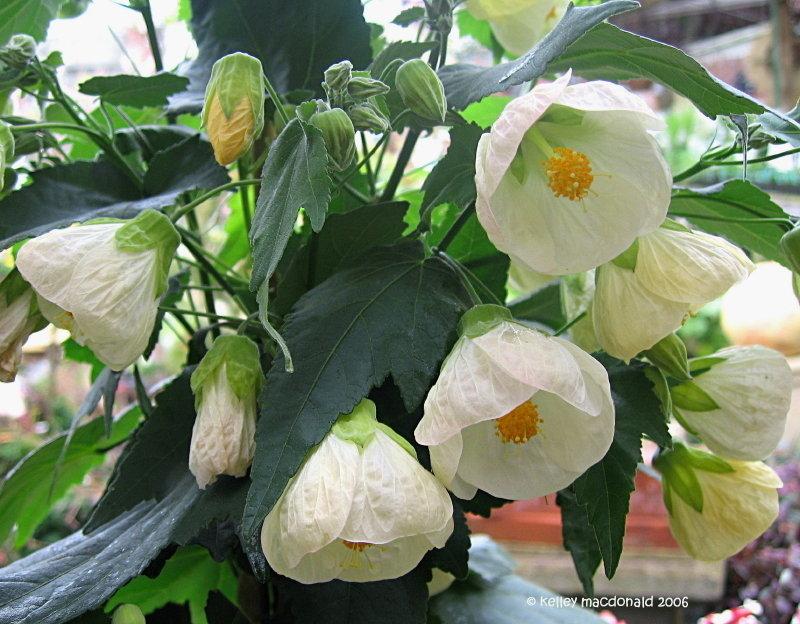 Abutilon Standard - View 2 from www redcrocus com